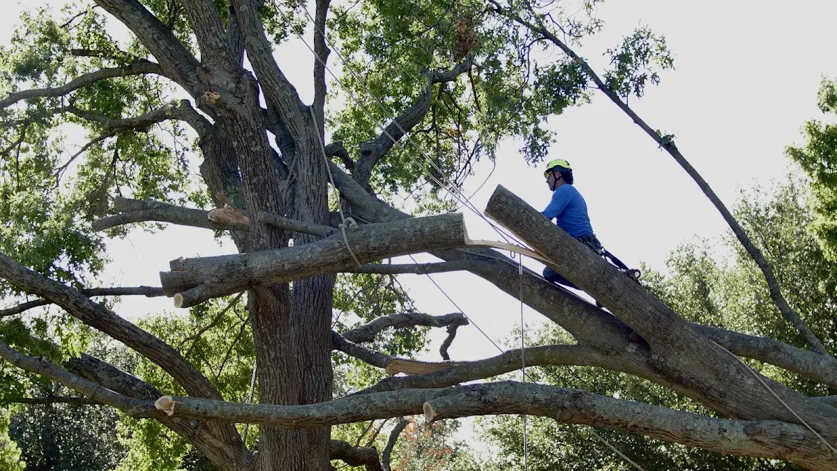 Professional Crown Thinning performed by certified arborists in Rolla